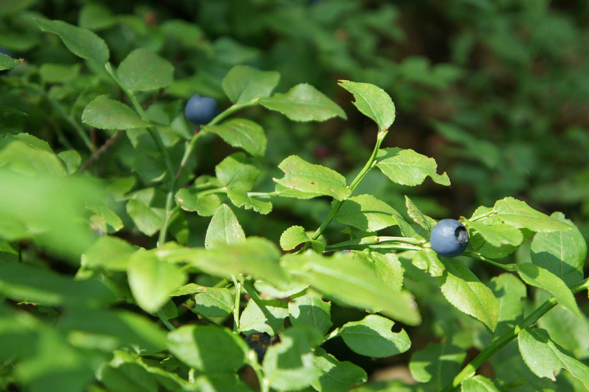 Brusnice borůvka (Vaccinium myrtillus) má dezinfekční a antibakteriální účinky posiluje celý organismus snižuje hladinu krevního cukru a cholesterolu pomáhá při zánětu močových cest plody zastavují