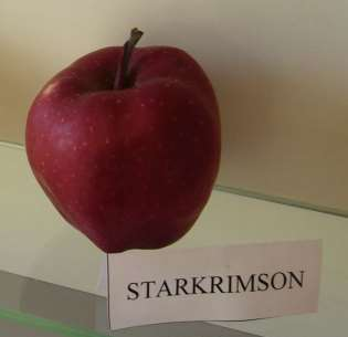 STARKRIMSON Kanada, mutace odrůdy 'Starking