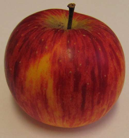 RUBÍN ČSR (1983) 'Golden Delicious' x 'Lord Lambourne' Žíhané