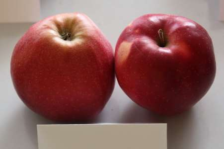 GLOSTER Německo, 'Zvonkové' x 'Richared Delicious' Středně velký