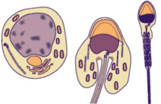 Spermiace