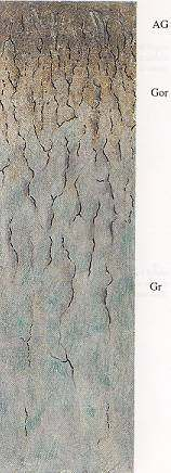Glej na deluviofluviální uloženině AG Gor Hnědošedá hlinitá zemina polyedrické struktury, soudržná; rezivé železité bročky a skvrny Namodrale šedá, rezavě skvrnitá jílovitohlinitá zemina