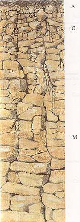Litozem na křemenci A C Hnědošedá hlinitopísčitá zemina s náznaky drobtové struktury, drobivá Štěrkovitý a kamenitý rozpad