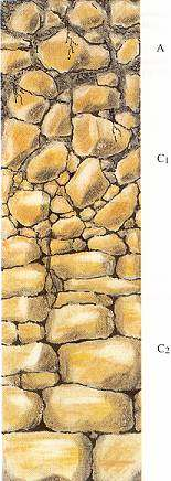 Ranker na křemenci A Tmavošedá hlinitopísčitá a kamenitá zemina, drobtové struktury.