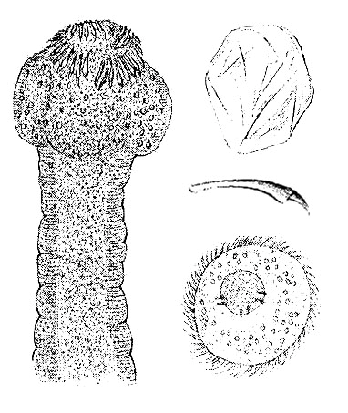 TETRACAMPOS Wedl, 1861 Diagnóza: Bothriocephalidea, Bothriocephalidae. Malé tasemnice. Strobila válcovitá, na průřezu široce oválná až kulovitá, s akraspedotními segmenty. Vnější segmentace přítomna.