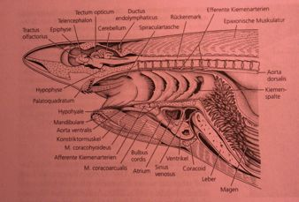 Chondrichthyes- Paryby- Paryby - Chondrichthyes Mořští, převážně velké formy, K-strategové, gonochoristé, vnitřní oplození (pterygopody), etc.