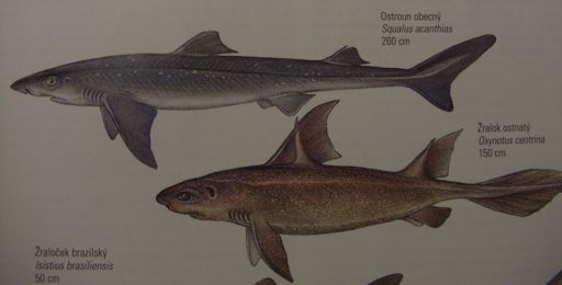 Squaliformes- Dala9dae- - světlounovik- 50spp. bathypelagiální luminiscence Squaliformes Oxynotidae světlounovití Etmopteridae: Etmopterus spinax Oxynotus centrina, světloun ostnatý, 1.