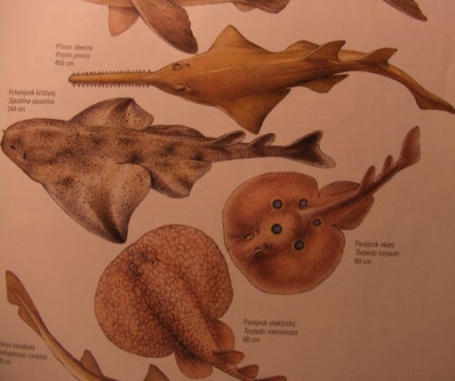 Pris9ophoriformes- Pilonosi- Pris9ophoridae- 5spp.,drobní max1,4m, litorálvčetněřek,bahnité dno korýši Rejnoci 5fam.270spp.