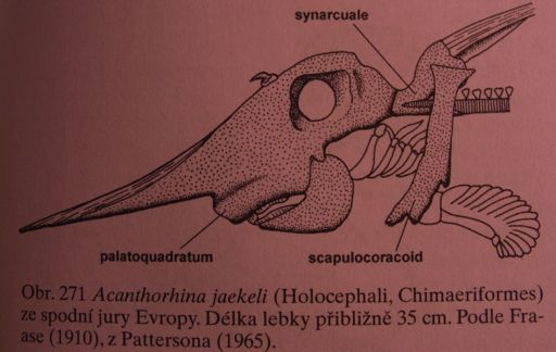 Chimera běloskvrná Hydrolagus colliei pobřeží USA Chiméry (Holocephali) velká hlava, oči, prsní ploutve, bičovitý difycerkní ocas holostylní lebka (nezávislý vývoj autostylního připojení čelistí k