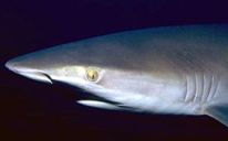 Rhinochimaera Elasmobranchii - Příčnoústí lebka amfistylní nebo hyostylní, spiraculum, amficoelní obratle + žebra žab. štěrbiny 5 (6,7): Pleurotremata,Hypotremata nemají plyn. měchýř, hydrostat.