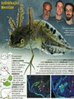 Můžete nám přiblížit, v čem spočívá Váš objev? Podařilo se nám pomocí unikátní kombinace technik prokázat, že sklovina zubů obratlovců vzniká embryonálně nejen z ektodermu, tedy z buněk tzv.