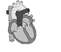 Pracovní list - srdce 1. Červené barvivo červených krvinek se nazývá... 2. Jaké části tvoří srdce člověka?