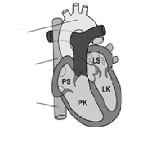 Pracovní list - oběhová soustava 1. Která část srdce je bohatší na kyslík?... 2. Které cévy vedou krev ze srdce? a) tepny b) žíly c) vlásečnice 3. Přiřaďte ke každé cévě její charakteristiku.