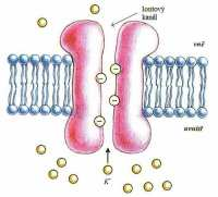 Membránový transport Přenos látek směrem do buňky nebo z buňky přes plazmatickou membránu. Na jeho správném průběhu závisí výživa buňky a vylučování nepotřebných látek.