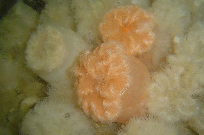 ŽAHAVCI Vnitřní kostra - vytváří se u osmičetných korálů jako vápenité přepážky.