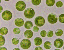 V roku 1975 japonskí výskumníci publikovali článok, ktorý tvrdil, že chlorella zaradená do jedálneho lístka znižuje cholesterol v krvi aj v pečeni.