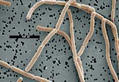 PROBIOTICKÝ KOMPLEX Obsahuje pol miliardy baktérií Lactobacillus acidophilus a Enterococcus faecium v pomere 50:50. Táto dávka zaisťuje účinnú kolonizáciu črevného traktu.