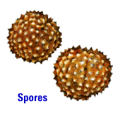 Spóra čili výtrus je jednobuněčné rozmnožovací tělísko, vzniklé meiotickým dělením v zárodečné vrstvě sporangia.