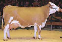 Ze skupiny krav na druhé a třetí laktaci byla nejlépe hodnocena HONNY, dcera Waterberga, s užitkovostí 6983 kg mléka při tučnosti 3,52 % a bílkovině 3,35 %.