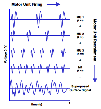 EMG signál = Záznam elektrické aktivity kosterního svalu snímaný z povrchu těla Sumace