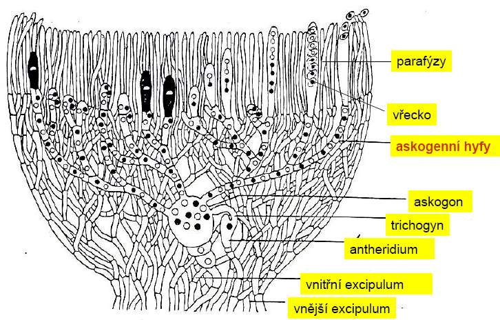 plodnice - askomata vždy smíšená stavba: monokaryotické hyfy tvoří většinu pletiva plodnice (jejich soubor se zove hamathecium) dikaryotické hyfy jsou askogenní, na nich se tvoří vřecka členění typů