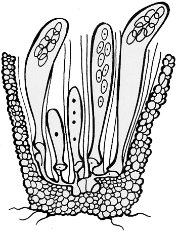 členění plodnic podle morfologie (základní askohymeniální typy): kleistothecium uzavřená plodnice s vytvořenou stěnou, otvírá se rozpadem; vřecka nejsou nijak uspořádána perithecium kulovitá nebo