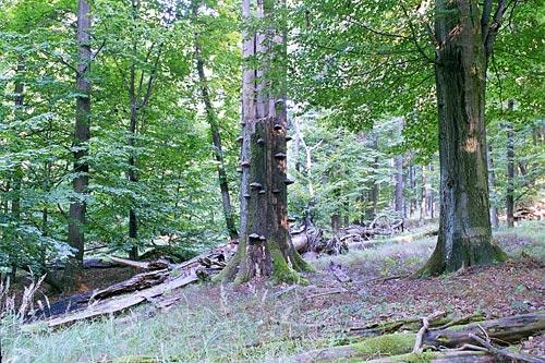 135 Brouci (Coleoptera) přírodní rezervace Buky u Vysokého Chvojna Obr. 5. Rok 2000. Nová oplocenka pro ochranu mladých buků před okusem lesní zveří.