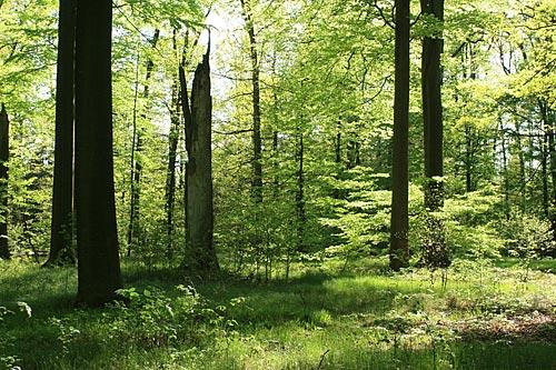 139 Brouci (Coleoptera) přírodní rezervace Buky u Vysokého Chvojna Obr. 13. Rok 2007. Následovníci Alexandera, markraběte z Pallavicini, si váží jeho dědictví.