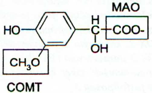 Odbouránání katecholaminů katechol-o-methyltransferasa (COMT), monoaminooxidasa (MAO) Aerobní deaminace