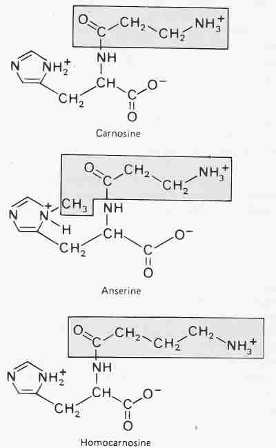 Karnosin, homokarnosin, anserin Karnosin - dipeptid β-alaninu a histidinu (karnosinsyntasa). kosterní sval (vysoká hladina u sprinterů), srdeční sval, mozek, játra, ledviny.