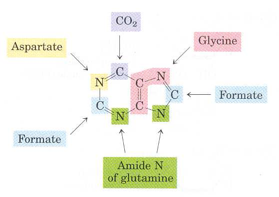 Převzato z: http://www.rpi.edu/dept/bcbp/molbiochem/mbweb/mb2/part1/heme.