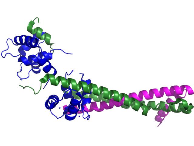 Bílkoviny svalu - Troponin a jeho podjednotky Troponin C zde se vážou Ca 2+ ionty Troponin I v klidu inhibuje tvorbu můstků