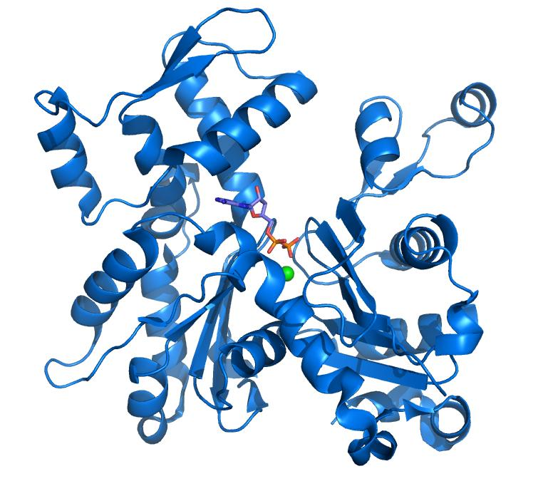 Bílkoviny svalu - Aktin Monomer aktinu (G-aktin) obsahuje čtyři domény obklopující vázanou molekulu ATP nebo ADP.