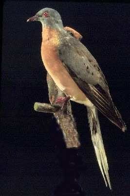7. Příklady vyhynulých druhů Z vyhynulých druhů si uvedeme dva příklady. Nejznámějším příkladem je dronte mauricijský. Tento nelétavý pták žil na ostrově Mauricius.