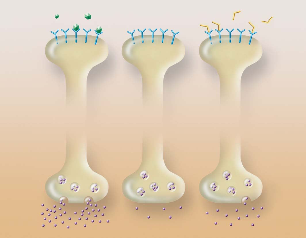 nikotinov receptor a) b) c) nikotin vareniklin tûlo neuronu ve ventrální tegmentální oblasti zakonãení neuronu v nucleus accumbens dopamin Obr.