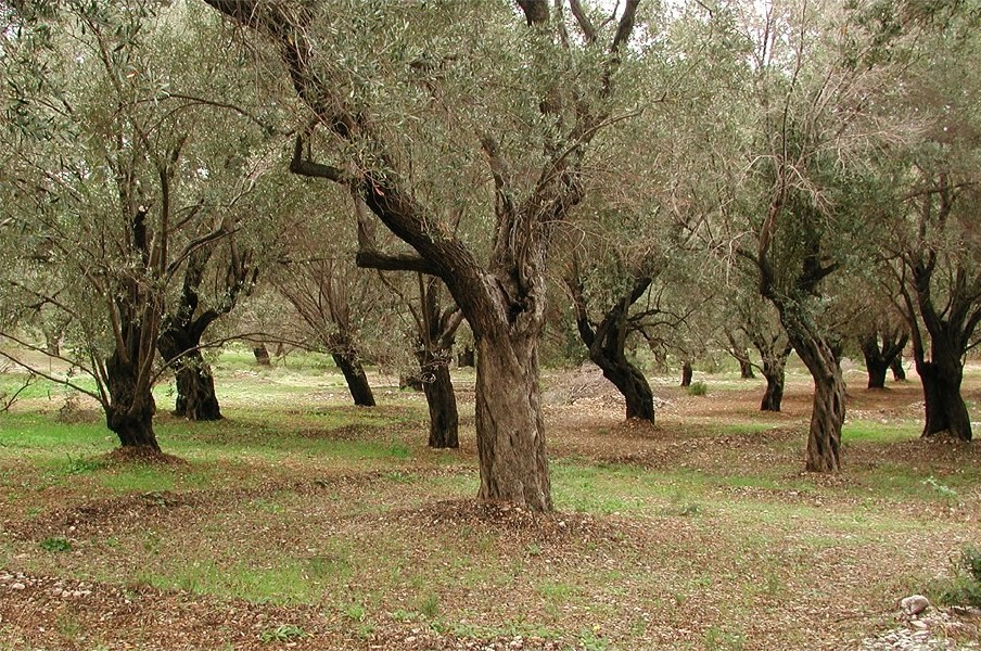 Diverzita Evropa Vymezení mediteránní oblasti v
