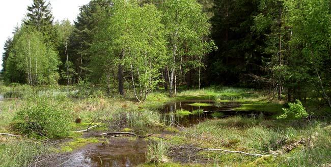 Voda v pohybu Phalaridetum arundinaceae Podmáčená rašelinná půda Caricion rostrae, Phragmito-Magnocaricetea