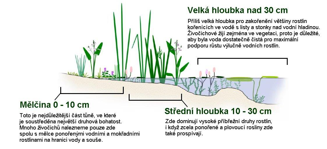 ekofáze Hydrofáze Litorální