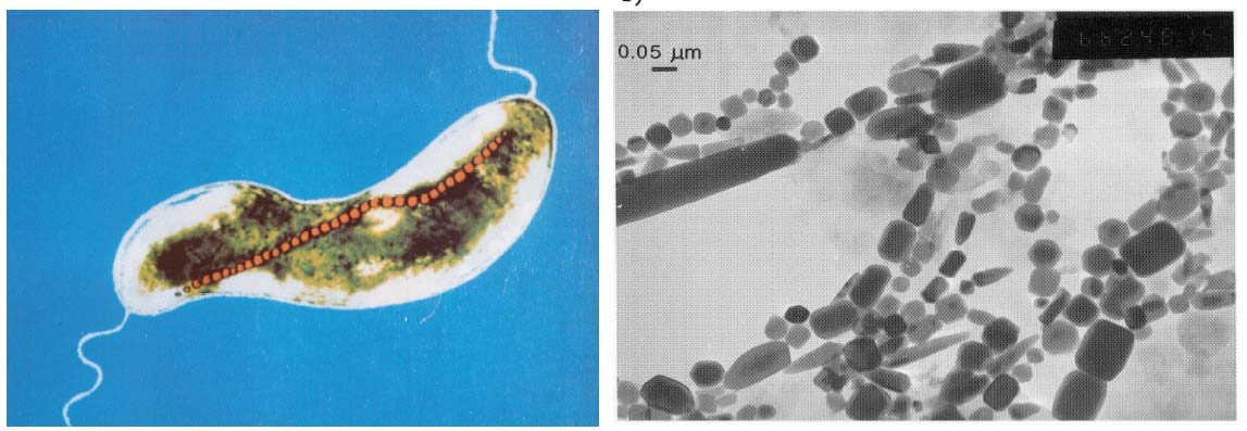 Biogenní magnetit