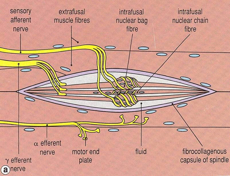 Nervosvalové vřeténko svalová vlákna jsou ve vazivovém obalu tzv.