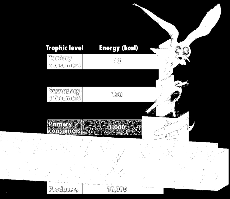 VZTAHY MEZI ORGANISMY Organismy potřebují k životu organické látky. Z organických látek si budují tělo (= stavební látky) a také z nich získávají energii pro životní děje (= zdroje energie).