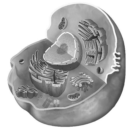 BUŇKA ROSTLINY BUŇKA ŽIVOČICHA vakuola mitochondrie cytoplazma endoplazmatické retikulum plastid (chloroplast) buněčná stěna buněčné jádro Golgiho aparát plazmatická membrána JEDNOBUNĚČNÉ A