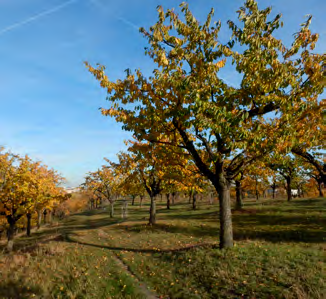 SADY Vrch Třešňovka Vrch Třešňovka v Hrdlořezích se rozkládá na ploše o rozloze 10 ha a roste v něm cca 1500 ovocných stromů.