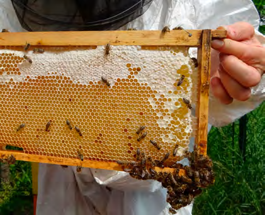 VČELNICE Hradčanské včely Spolek Hradčanské včely obhospodařuje včelstva na dvou stanovištích na východním svahu Petřína a dále organizuje včelařské přednášky a další akce pro veřejnosti i zážitkové