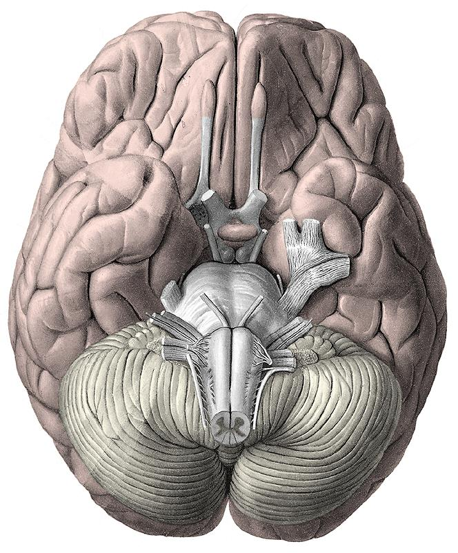Mesencephalon Pons Medulla