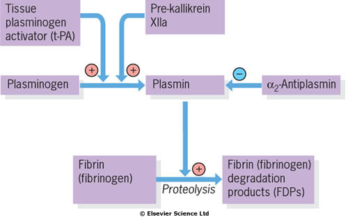 Přirozené antikoagulační systémy- antitrombin III Přirozené antikoagulační systémy Protein C a protein S Fibrinolýza Protein C: modulace torby trombinu a buněčná signalizace.