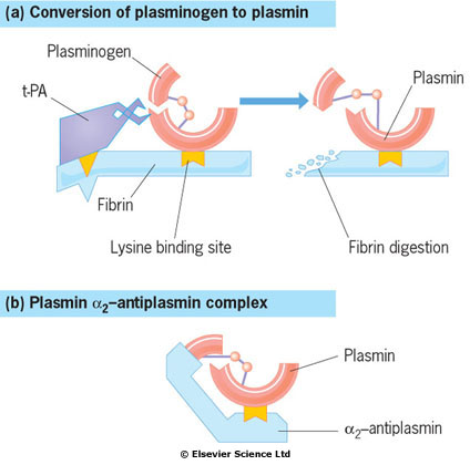 Protein C Protein C je aktivován na povrchu vaskulárních endoteliálních buněk komplexem trombintrombomodulin. APC způsobuje down-regulaci tvorby trombinu inaktivací g faktorů (F)V a FVIIIa.