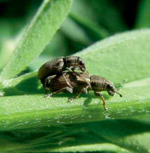 Úvod Jetel luční (Trifolium pratense L.) se spolu s vojtěškou setou (Medicago sativa L.) řadí v České republice k nejpěstovanějším pícninám.