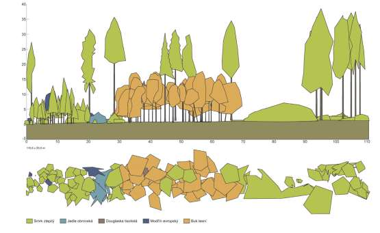 Textura porostu v pokročilé fázi přestaveb nabývá podobu skupinovitě výběrného lesa.