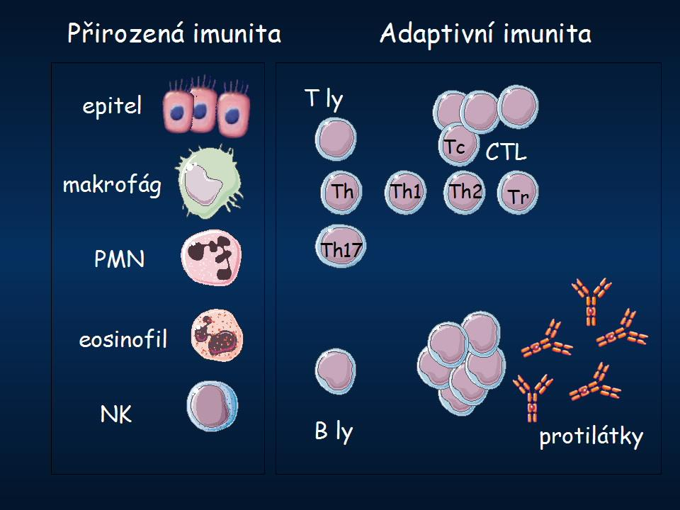 Obr. 1 Přirozená a adaptivní imunita (Stříţ, 2007) 1.